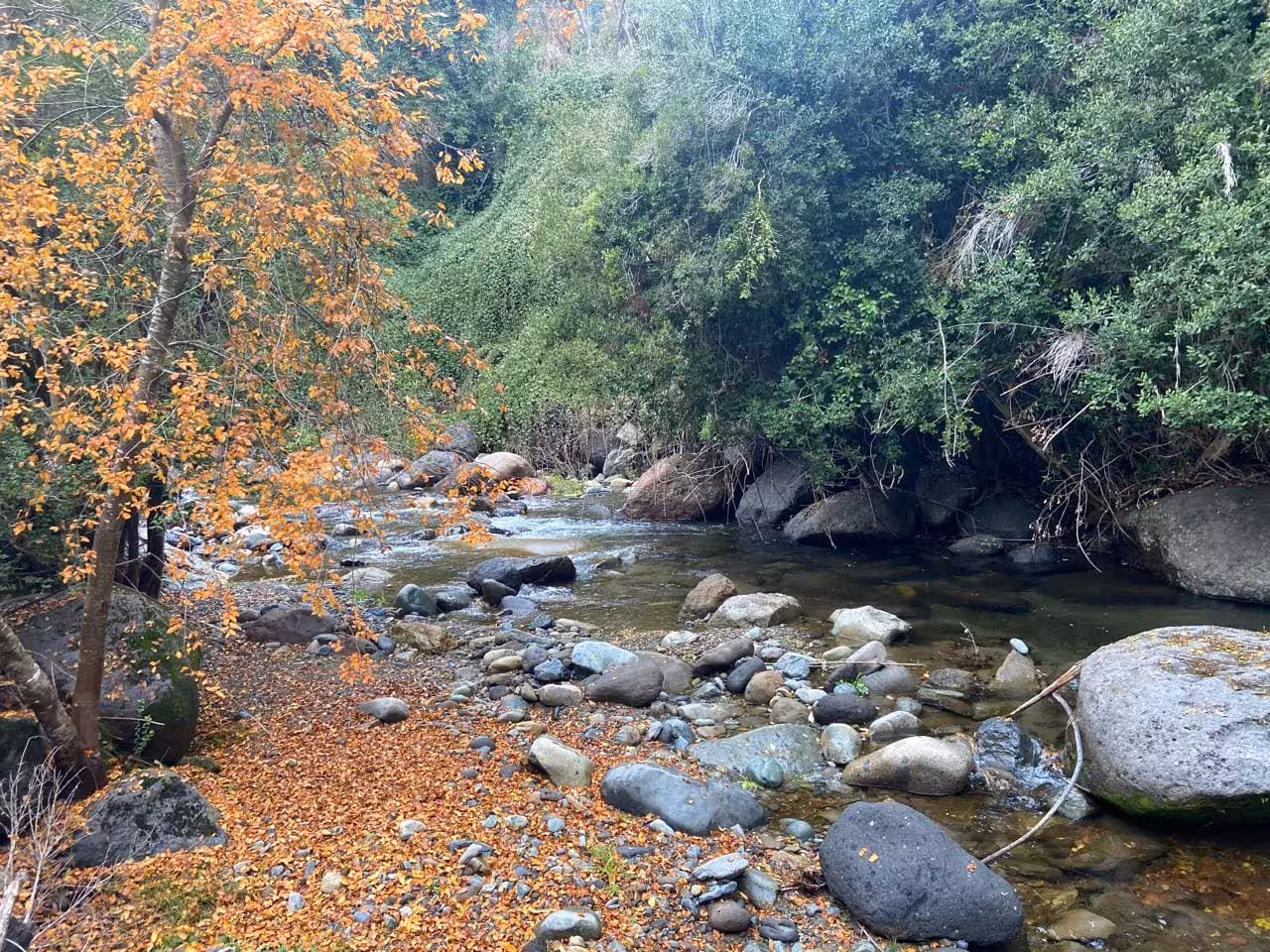 casa en medio del Bosque